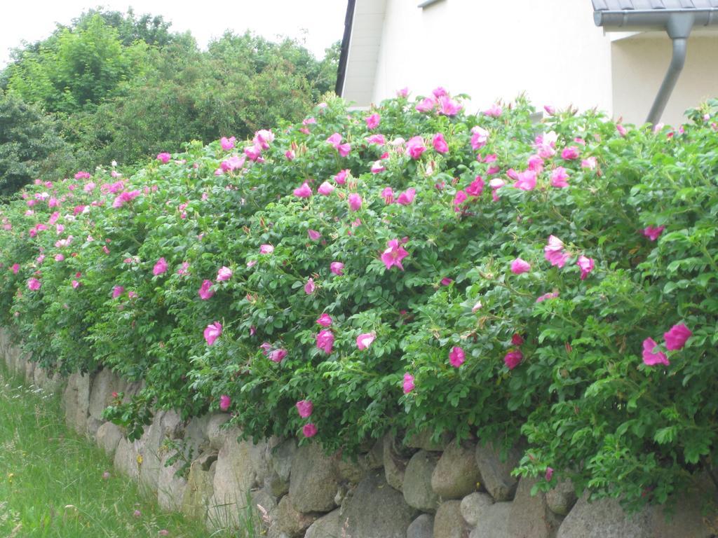 Urlaubsglueck Familien- & Hunde-Paradies 朗克维茨 客房 照片
